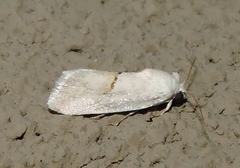 Acontiinae
