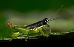 Liebermannacris dorsualis