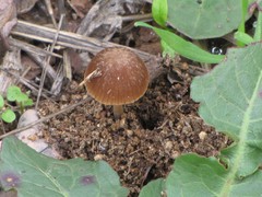 Psathyrella