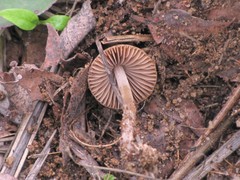 Psathyrella