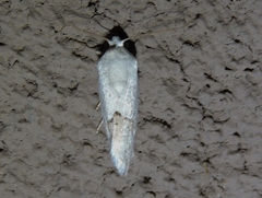 Acontiinae