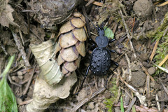 Cychrus tuberculatus