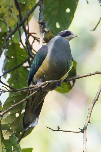 Red-eared Fruit Dove (Ramphiculus fischeri), photo 7