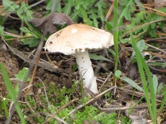 Agaricineae