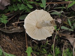 Agaricineae