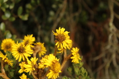 Espeletia boyacensis