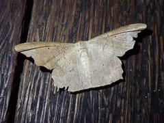 Strepsigonia robusta