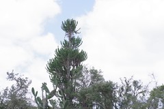 Euphorbia triangularis