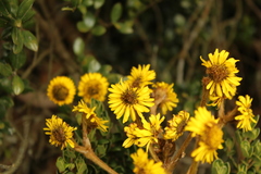 Espeletia boyacensis