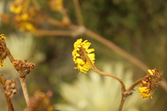 Espeletia boyacensis