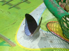 Tanaecia godartii godartii