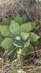 Agave pachycentra
