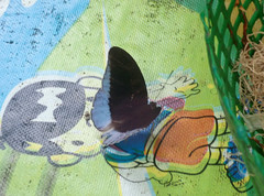 Tanaecia godartii godartii