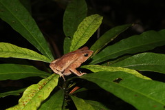 Rhinella proboscidea