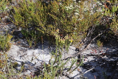 Aspalathus linguiloba
