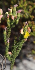 Aspalathus linguiloba
