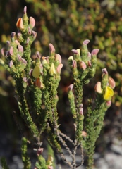 Aspalathus linguiloba
