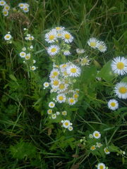 Erigeron annuus