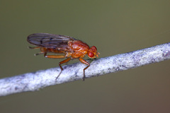 Dryomyza anilis
