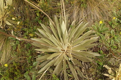 Espeletia boyacensis