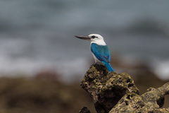 Todiramphus saurophagus