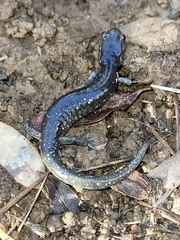 Aneides klamathensis