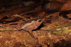 Rhinella proboscidea