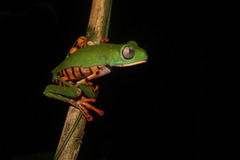 Callimedusa tomopterna