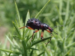 Megalometides cacicus