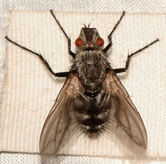 Microphthalma disjuncta