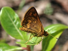 Taractrocera luzonensis tissara