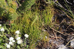Serruria decumbens
