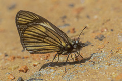Heliopetes ochroleuca