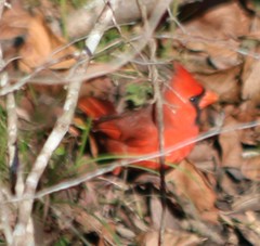 Cardinalis cardinalis