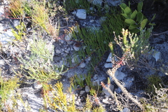 Serruria decumbens