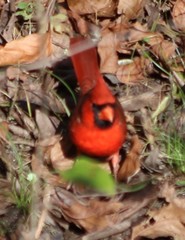 Cardinalis cardinalis