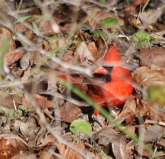 Cardinalis cardinalis