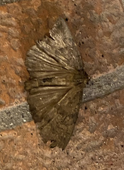 Hypena proboscidalis