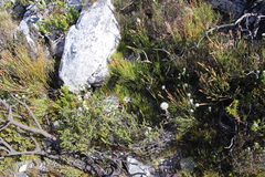 Serruria decumbens