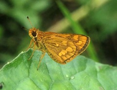 Taractrocera luzonensis tissara