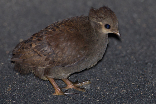Moluccan Megapode (Eulipoa wallacei)