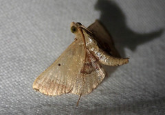 Tegulifera drapesalis