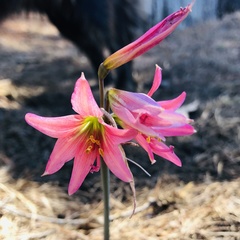 Zephyranthes advena