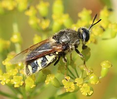 Stratiomys singularior