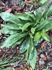 Carphephorus odoratissimus