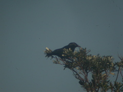 Corvus orru