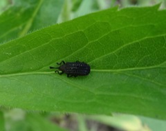 Microrhopala excavata