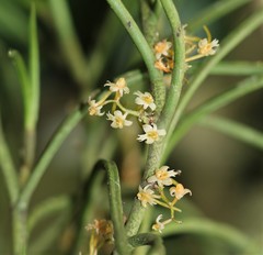 Tridactyle tridentata