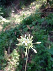 Vasconcellea cauliflora