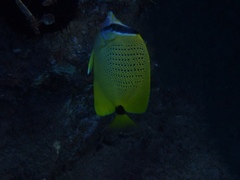 Chaetodon miliaris